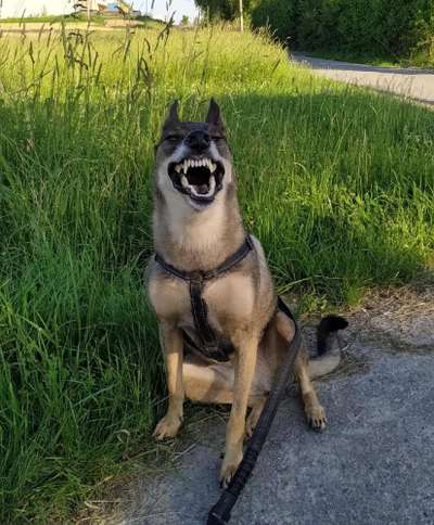 Lustigsten Grimassen von euren Hunden-Beitrag-Bild