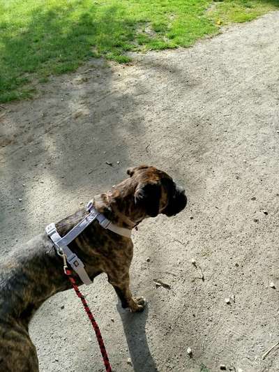 Hundetreffen-Hundetreffen mit Boxer 7 Monate-Bild
