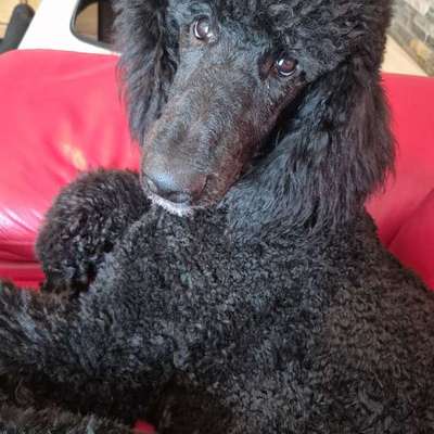 Hundetreffen-Spielpartner für Großpudel gesucht-Bild