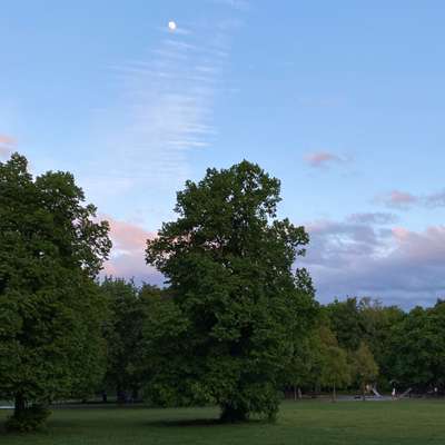 Hundeauslaufgebiet-Hirschgarten-Bild