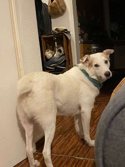 Mischlinge raten - Rätselspaß-Beitrag-Bild