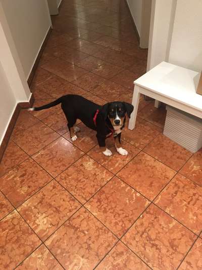 Appenzellerbesitzer gesucht!-Beitrag-Bild