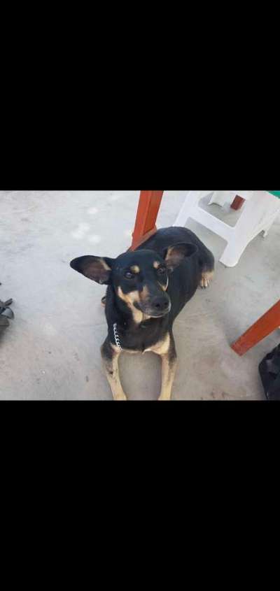 Unsere Fellnasen im Regenbogenland-Beitrag-Bild