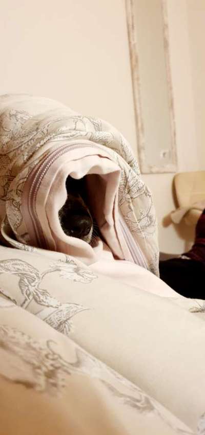 Dogorama Photo Challenge - Versteckspiel-Beitrag-Bild