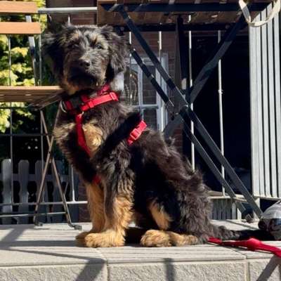 Hundetreffen-Hunde treffen