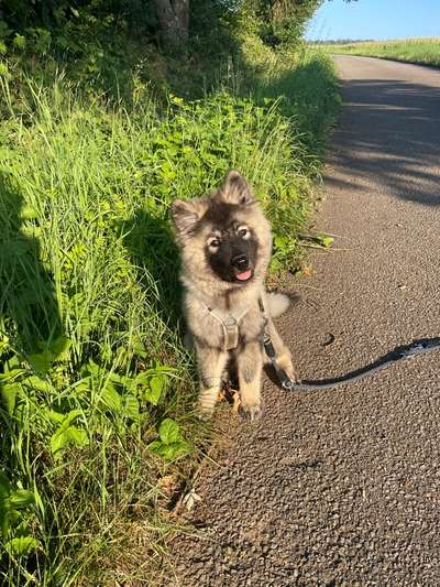 Eurasier hier?-Beitrag-Bild