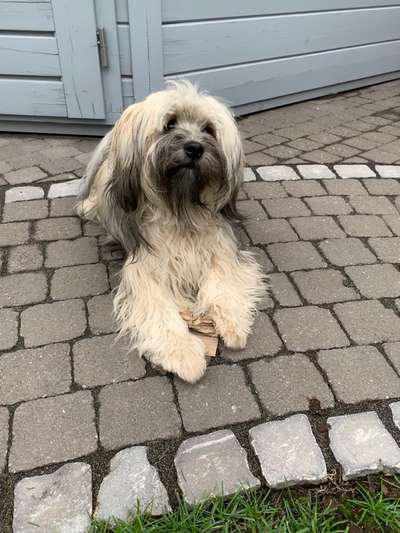 Tibet Terrier-Beitrag-Bild