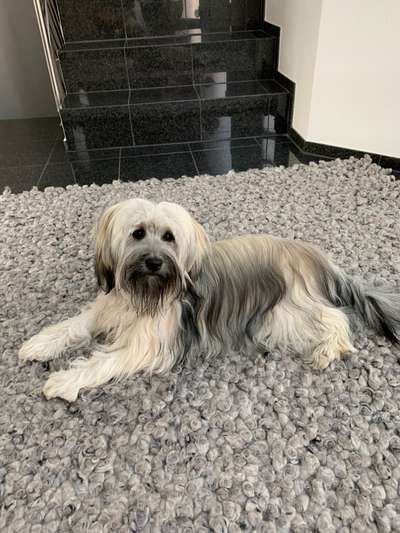 Tibet Terrier-Beitrag-Bild