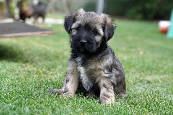 Tibet Terrier-Beitrag-Bild