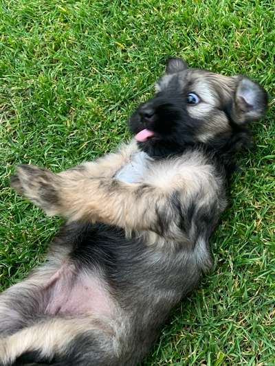 Welpen Bilder !-Beitrag-Bild