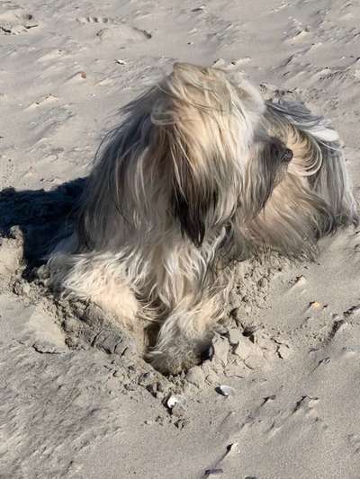 Tibet Terrier-Beitrag-Bild