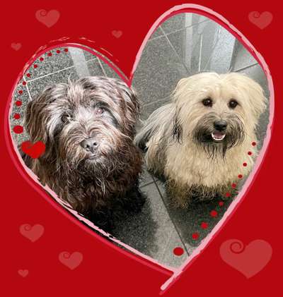 Tibet Terrier-Beitrag-Bild