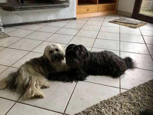 Tibet Terrier-Beitrag-Bild