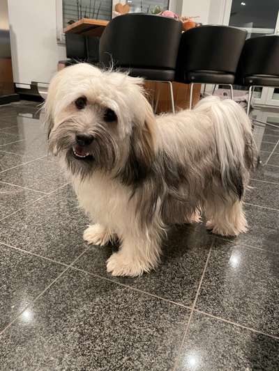 Tibet Terrier-Beitrag-Bild