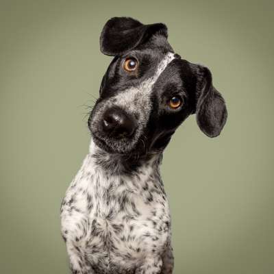 Hundetreffen-Neue Hundebekanntschaften-Bild
