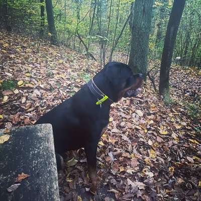 Hundetreffen-Gassi gehen und Erfahrungen über Erziehung austauschen