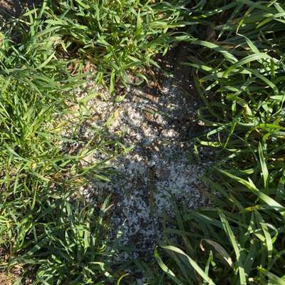 Giftköder-Weißes Zeug-Bild