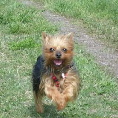 Die Dogorama Monats Challenge "Es grünt und blüht"-Beitrag-Bild