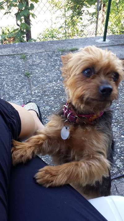 Dogorama Photo Challenge- Aufmerksamkeit bitte!-Beitrag-Bild