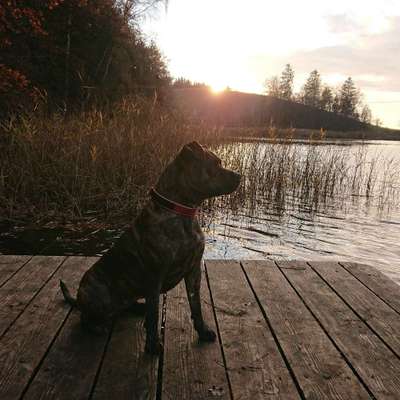 Hundetreffen-Gassi treffen