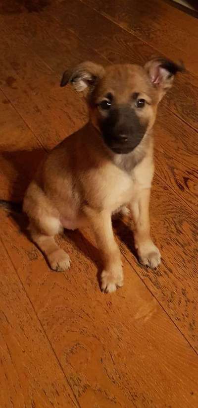 Welpen Bilder !-Beitrag-Bild