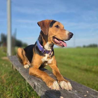 Hundetreffen-Junghund Spazieren Training etc-Bild