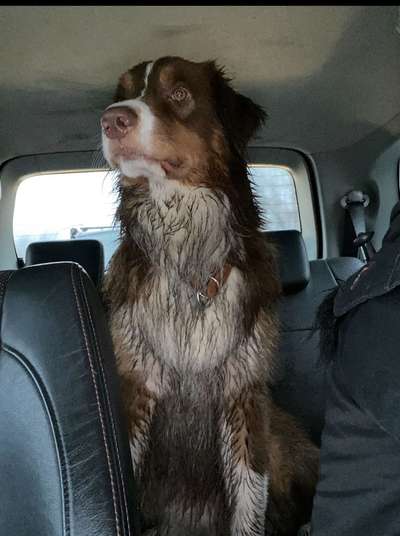 FOTOCHALLENGE 72 - Glücklicher Hund im Schmuddel-Look-Beitrag-Bild