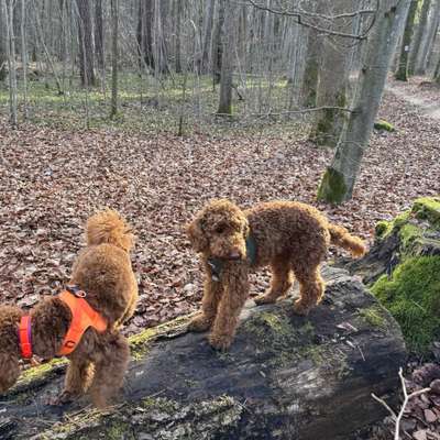 Hundetreffen-Suchen Hundekumpel im Domviertel / Innenstadt-Bild