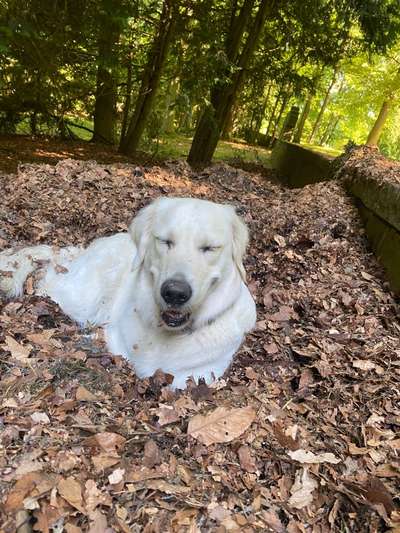 Hundeauslaufgebiet-Ehrenfriedhof-Bild