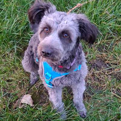 Hundetreffen-Hunde bis zur Größe eines Labradors-Bild