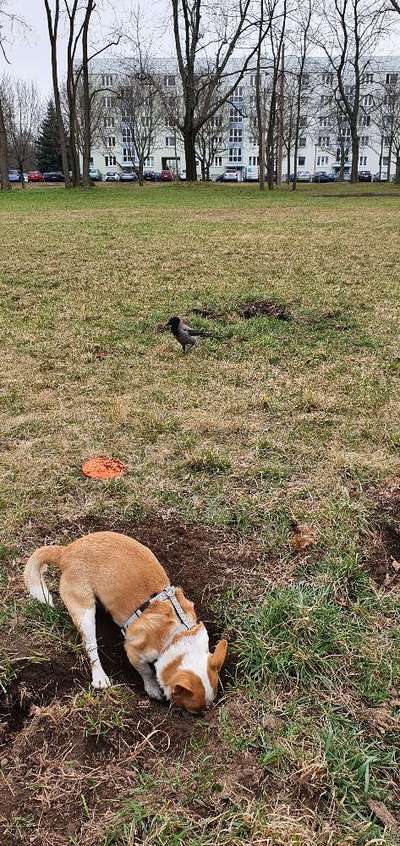 Dogorama Photo Challenge - Buddeln-Beitrag-Bild