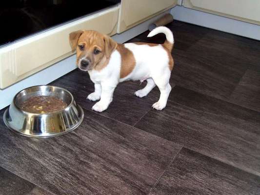 Welpen Bilder !-Beitrag-Bild