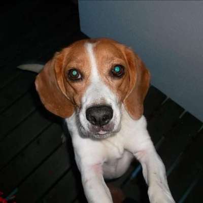 Unsere Fellnasen im Regenbogenland-Beitrag-Bild