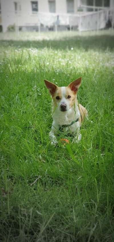 Unsere Fellnasen im Regenbogenland-Beitrag-Bild
