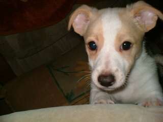 Welpen Bilder !-Beitrag-Bild