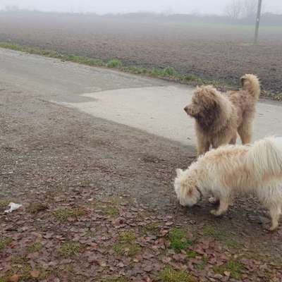 Hundetreffen-Hundetreffen-Bild