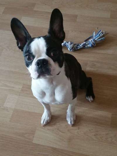 Boston Terrier Liebhaber❤️-Beitrag-Bild