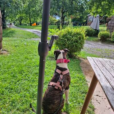 Camping mit Hund-Beitrag-Bild