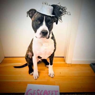 aktuelles Foto Gruppe American Bully XL / American Staffordshire Terrier