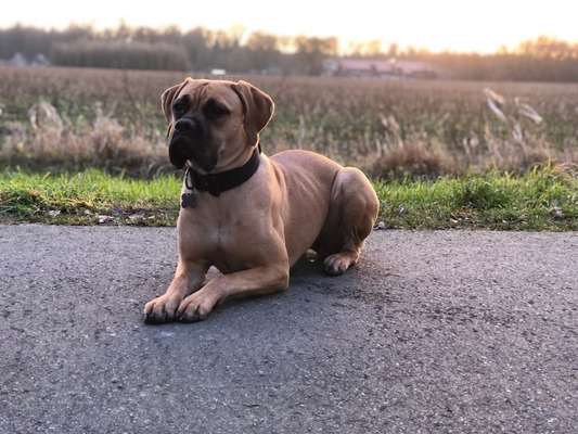 Rassensuche Cane Corso Italiano-Beitrag-Bild