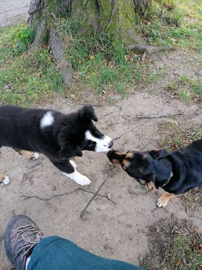 Welpen Bilder !-Beitrag-Bild