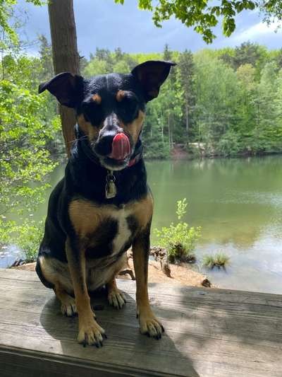 Dogorama-Monats-Challenge-Mai "Wasser"-Beitrag-Bild