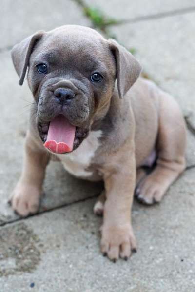 Welpenfotos-Beitrag-Bild