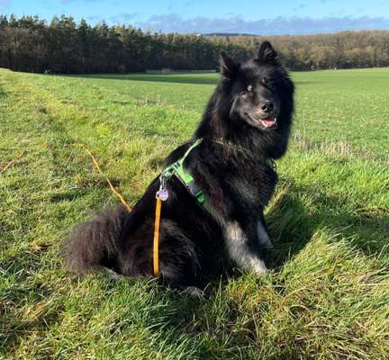 Eurasier hier?-Beitrag-Bild