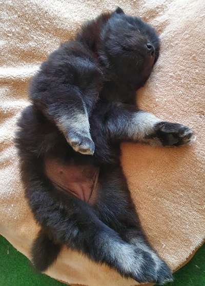 Welpen Bilder !-Beitrag-Bild