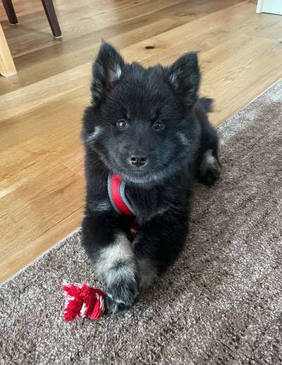 Eurasier-Beitrag-Bild