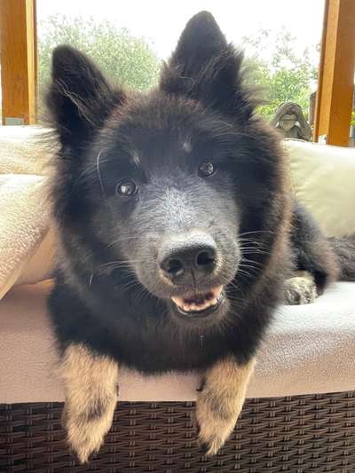 Dogorama Photo Challenge - lustigste Grimasse-Beitrag-Bild