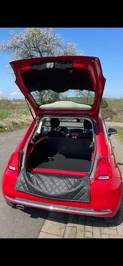 Hundetransport im Auto-Beitrag-Bild