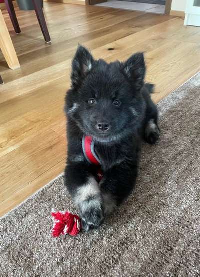 Eurasier hier?-Beitrag-Bild