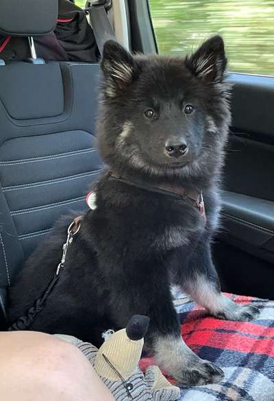 Eurasier hier?-Beitrag-Bild